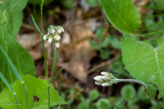 Antennaria howellii