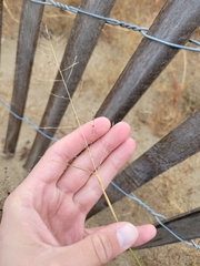 Sporobolus cryptandrus