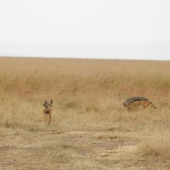 Lupulella mesomelas schmidti