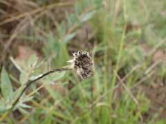 Lasiosiphon kraussianus