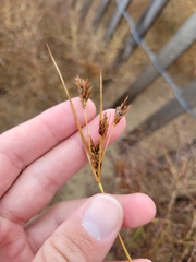 Cyperus schweinitzii