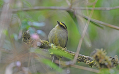 Silvicultrix diadema