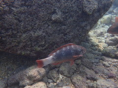 Chlorurus perspicillatus