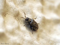 Monoxia obesula