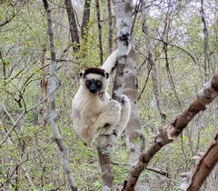 Propithecus verreauxi