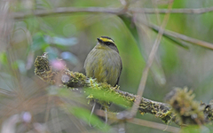 Silvicultrix diadema