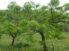 Sclerocarya birrea caffra