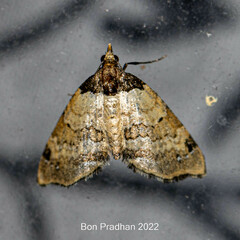 Perizoma lacernigera