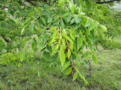 Sclerocarya birrea caffra