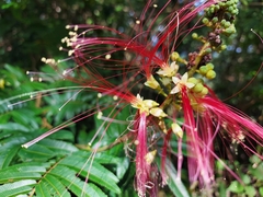 Calliandra houstoniana