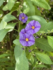 Lycianthes rantonnetii