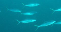 Elagatis bipinnulata