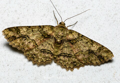 Paradarisa comparataria