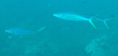 Elagatis bipinnulata