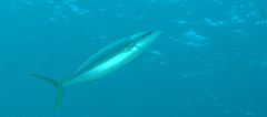 Elagatis bipinnulata