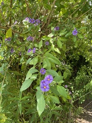 Lycianthes rantonnetii