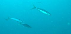 Elagatis bipinnulata