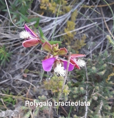 Polygala bracteolata