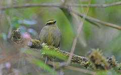 Silvicultrix diadema