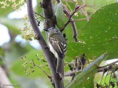 Leptopogon superciliaris