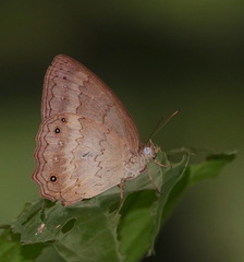 Sepona punctata
