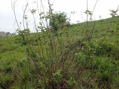 Pseudarthria hookeri