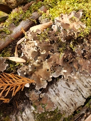 Peltigera canina