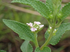 Lantana rugosa