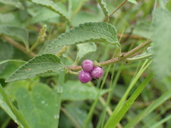Lantana rugosa