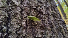 Microcentrum retinerve