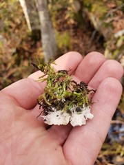 Peltigera canina