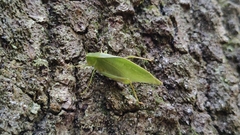 Microcentrum retinerve