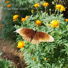 Papilio clytia clytia