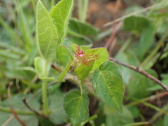 Acalypha villicaulis