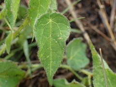 Acalypha villicaulis