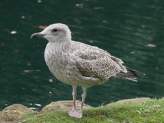 Larus argentatus