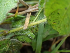 Acalypha villicaulis