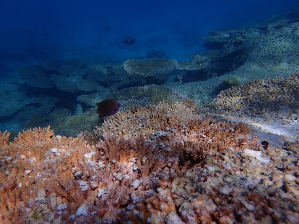 Pacific Bronze Chromis