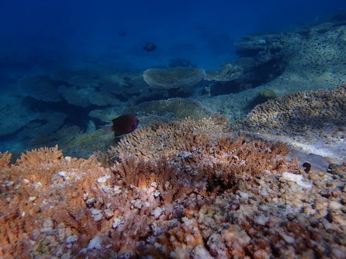 Pacific Bronze Chromis