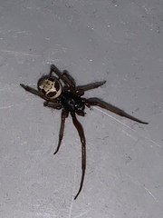 Steatoda nobilis