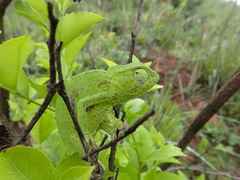 Chamaeleo dilepis