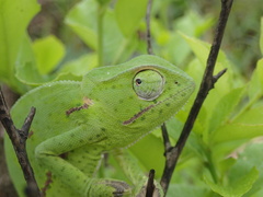 Chamaeleo dilepis