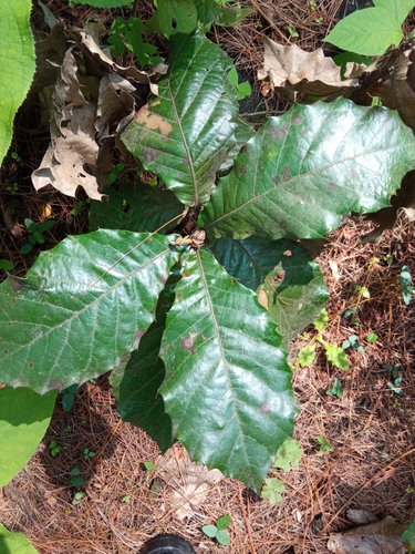 Quercus calophylla