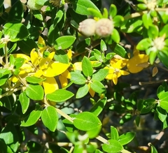 Phylica buxifolia