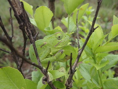 Chamaeleo dilepis