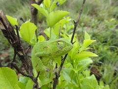 Chamaeleo dilepis