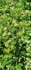 Phylica buxifolia