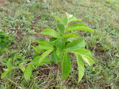 Antidesma venosum