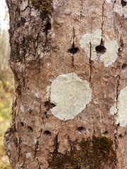Lecanora thysanophora