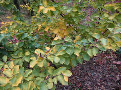 Hamamelis mollis